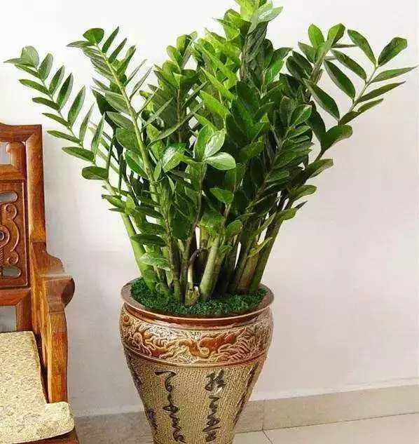 3、客廳放什麼花好招財又聚財呢:客廳擺放什麼植物招財