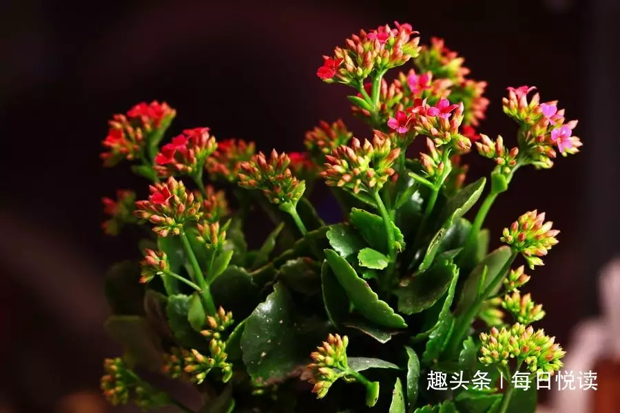 什麼屬相養什麼花聚財：五彩蘇花家裡能養不及寓意是什麼？