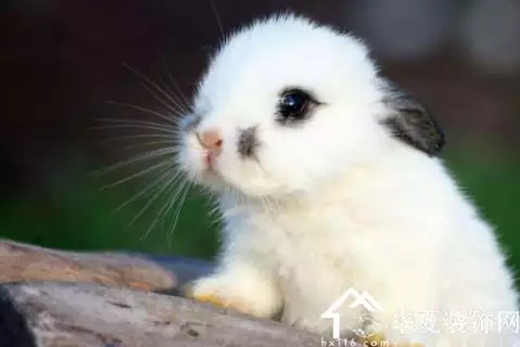 年為什麼屬兔：哪些年份屬兔