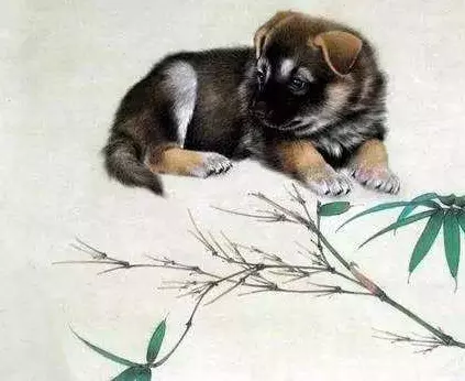 雞與狗屬相在一起好嗎：屬狗的和屬雞的能在一起嗎？