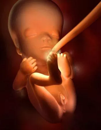 懷孕4個月能看清楚男女嗎：4個月可以查出男女嗎