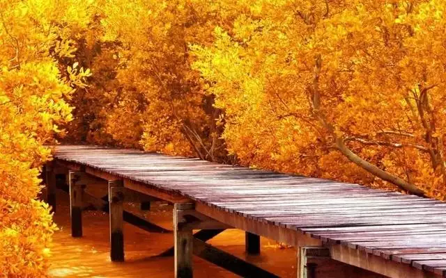 1、初露鋒芒指什麼生肖:初露鋒芒？是指什麼生肖