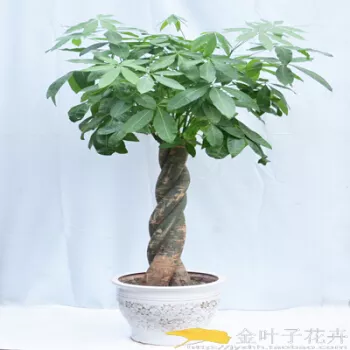2、發財樹大概要多少錢:發財樹多少錢一棵