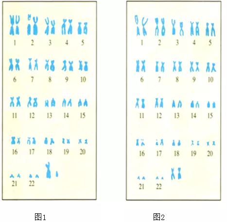 45天可以做查男女嗎：檢查報告能看出男女嗎