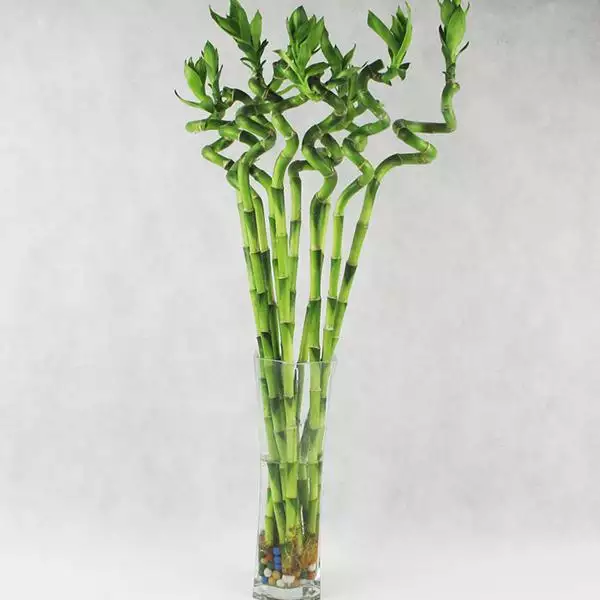 2、耐陰招財的植物:什麼植物最耐陰