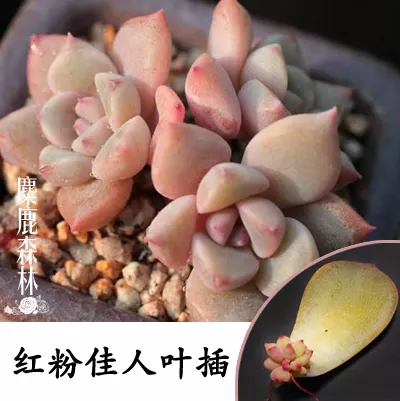 紅粉美人十三指什麼屬相：紅粉美人十二釵是指什麼生肖