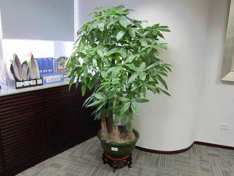 3、發財樹有幾種:發財樹有幾種啊