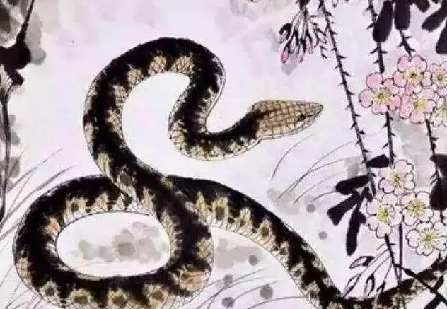 年屬蛇跟什麼屬相最配對：屬蛇女生與什麼屬相相配