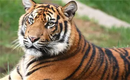 十二屬相最溫順的動物：十二生肖溫順的動物