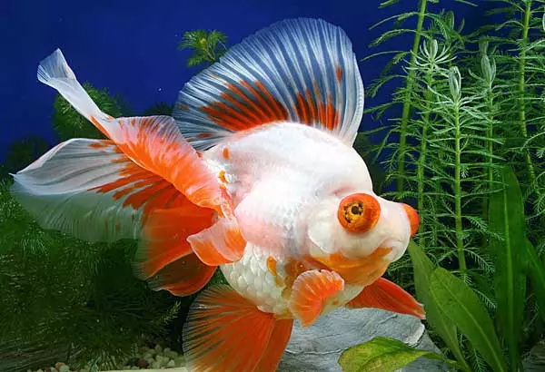 2、各種魚圖片大全大圖:各種魚的圖片和