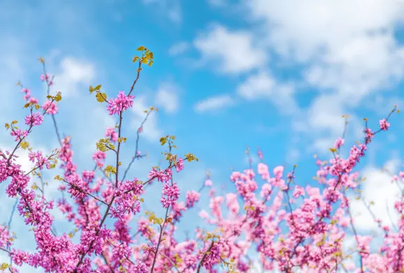 3月26日什麼屬相相衝：日曆日曆3月26日是什麼生肖日？