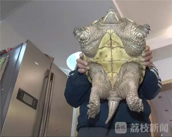 9、喜歡養鱷龜的男人性格:養烏龜的人什麼性格