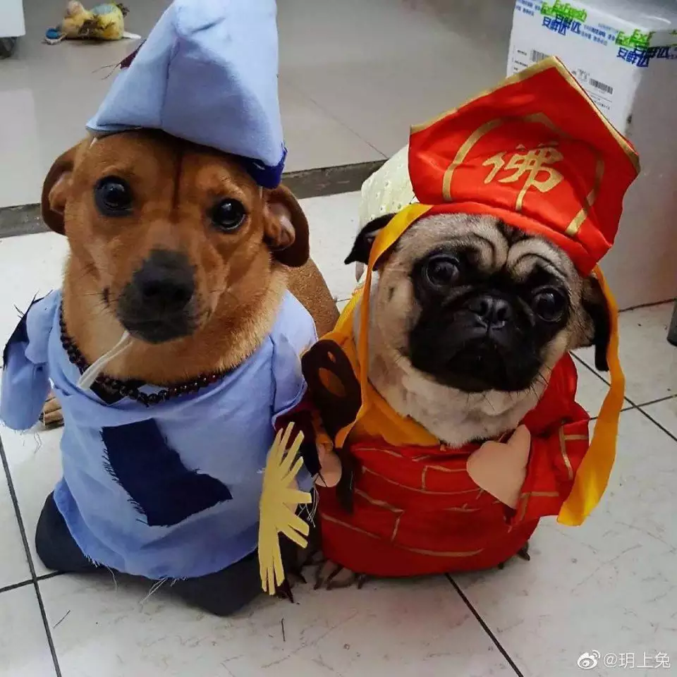 1、狗與狗先生婚配嗎:牛跟狗相配嗎
