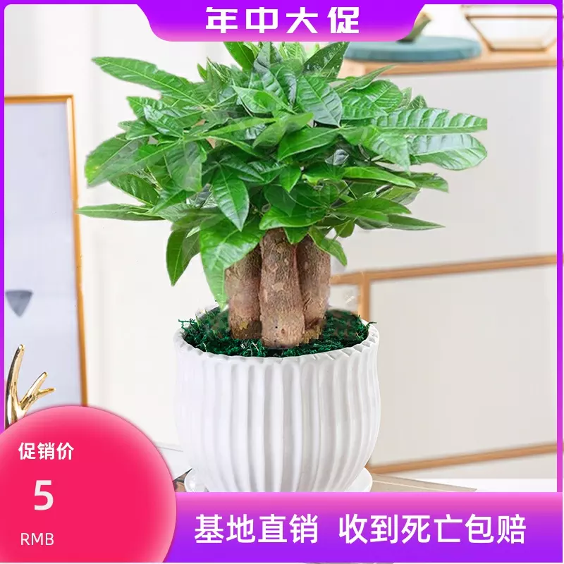 3、花卉發財樹的養殖方法:發財樹如何種植