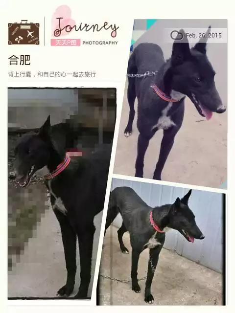 1、71年的豬男與70年的狗女婚配:年屬豬男和屬狗女的婚配