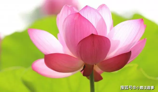 最有氣質的三大屬相女：最具有女神氣質的生肖女 什麼生肖女最有魅力