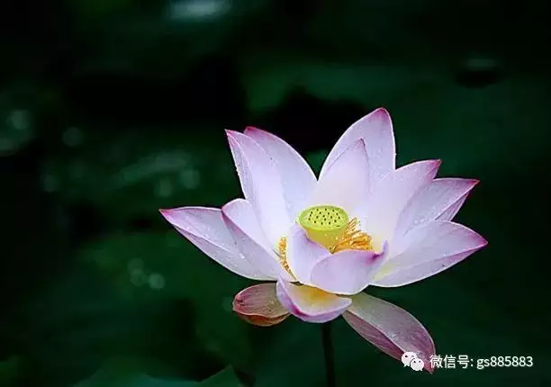 五更夫明金雞鳴，四四落下博三開，三一還能與九伴，開門見喜申時貴