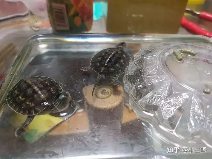 5、喜歡養龜的表什麼:養烏龜有講究嗎