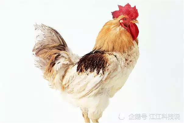 2、雞的屬相與屬龍婚配可以嗎:屬雞和屬龍相配嗎