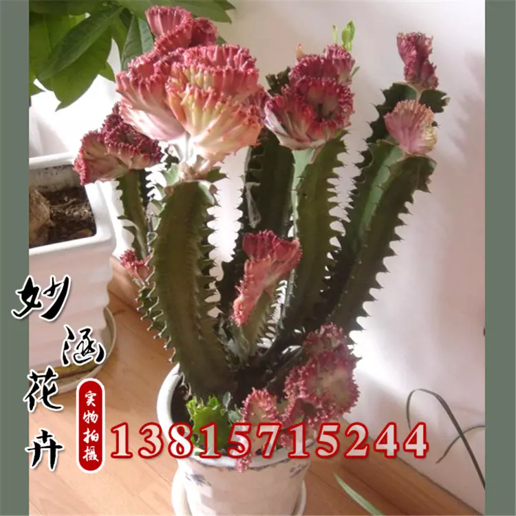 3、十大鎮宅辟的花卉:哪些植物有鎮宅辟的作用