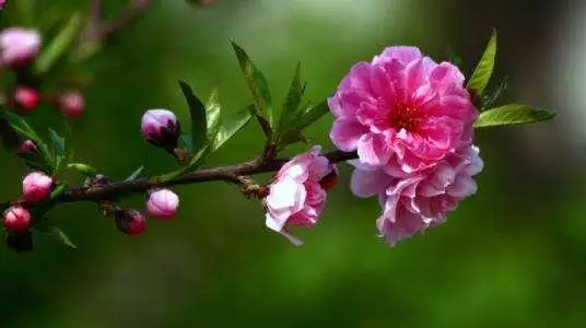 桃花運最旺屬相：屬狗人的桃花運哪一年開得最旺？