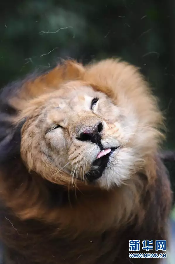 欲錢買逸惡勞動物什麼屬相好：欲錢買可惡的生肖