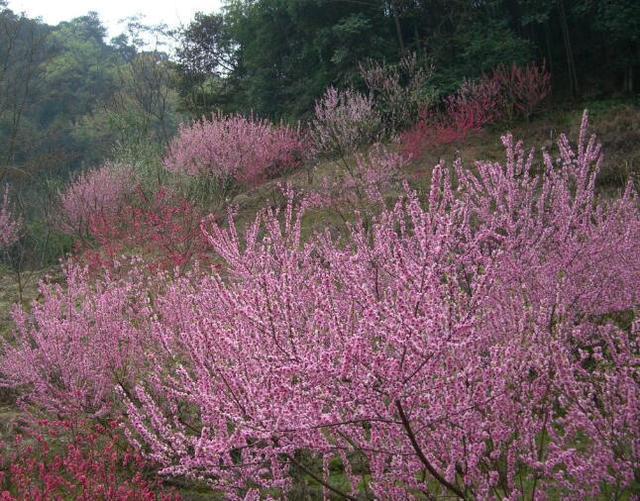 2、桃花運風水布局:怎樣提高桃花運風水布局