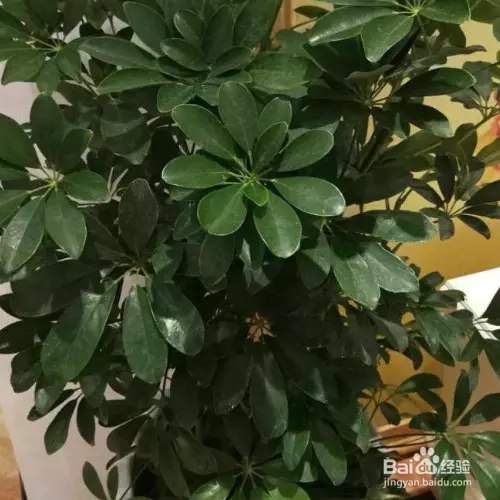 3、招財樹怎麼種長的好:發財樹如何養才能長得好?