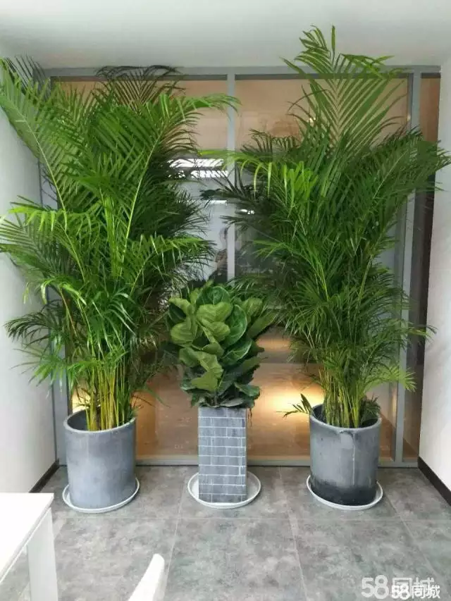 4、適合辦公室擺放的綠植:辦公室適合放什麼盆景？