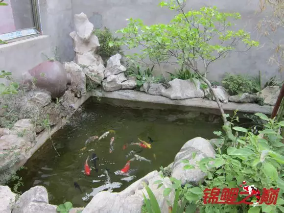 2、想在院子里建一魚池。1.53.0左右大小。可是不知會不會影響風水啊？求高手指教