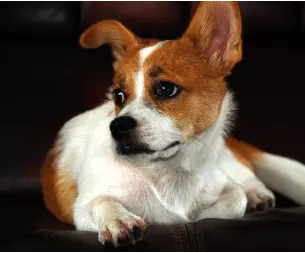 2、年屬狗犯二婚:年屬狗幾月是犯月份