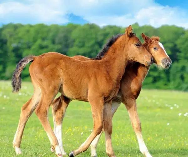 1、一等命的屬相馬:屬馬的人可以帶本命屬相嗎？