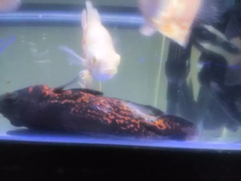 3、招財貓魚死前癥狀:我的招財貓魚死了 不知道死因是什麼 哪位高手幫忙解決一些？