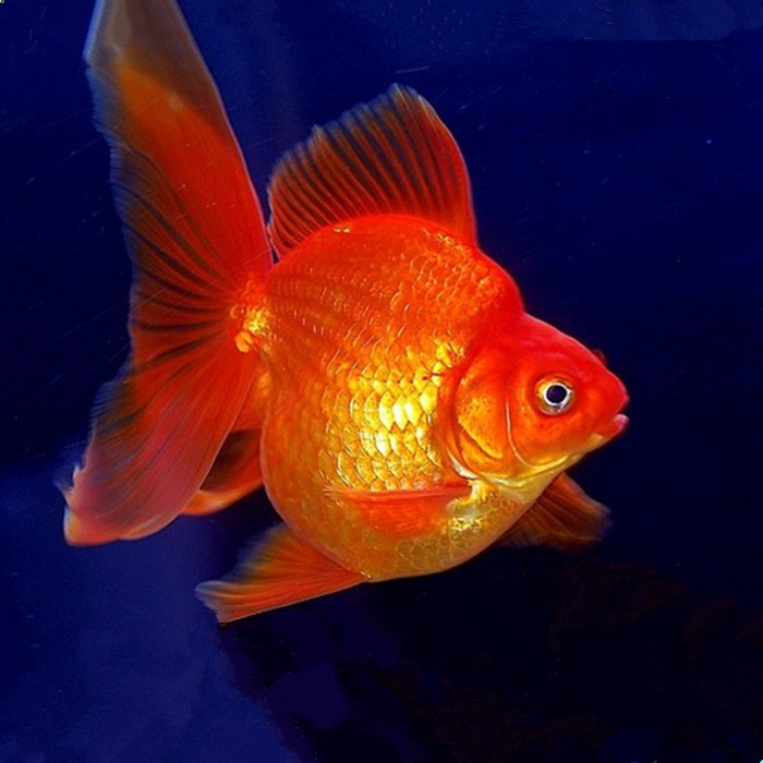 夢見水裡面有紅色的魚：我經常夢見水裡面有一條紅魚是什麼意思？