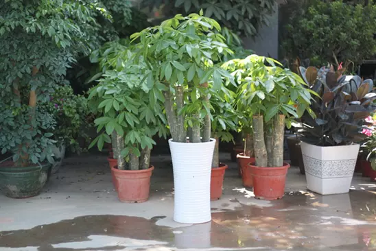 4、七恭弘=叶 恭弘蓮喜陰還是喜陽光:田七喜陽還是喜陰的植物