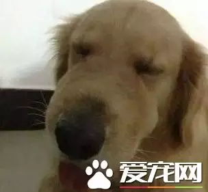 狗尾屬於什麼屬相：狗尾兩不忘奴才到底是下人猜一隻生肖