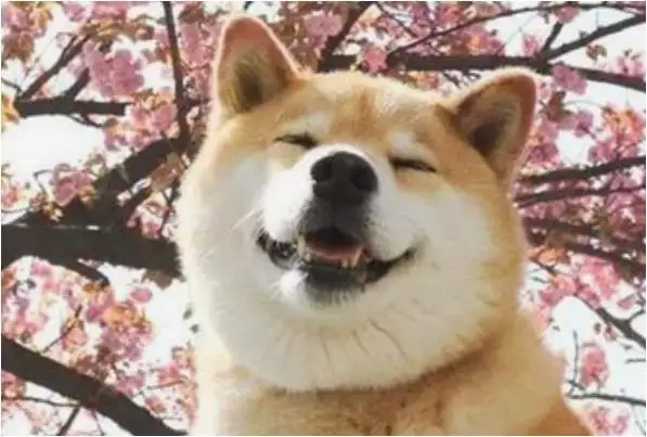 1、狗的婚配屬相有哪些好:屬狗的配什麼屬相好