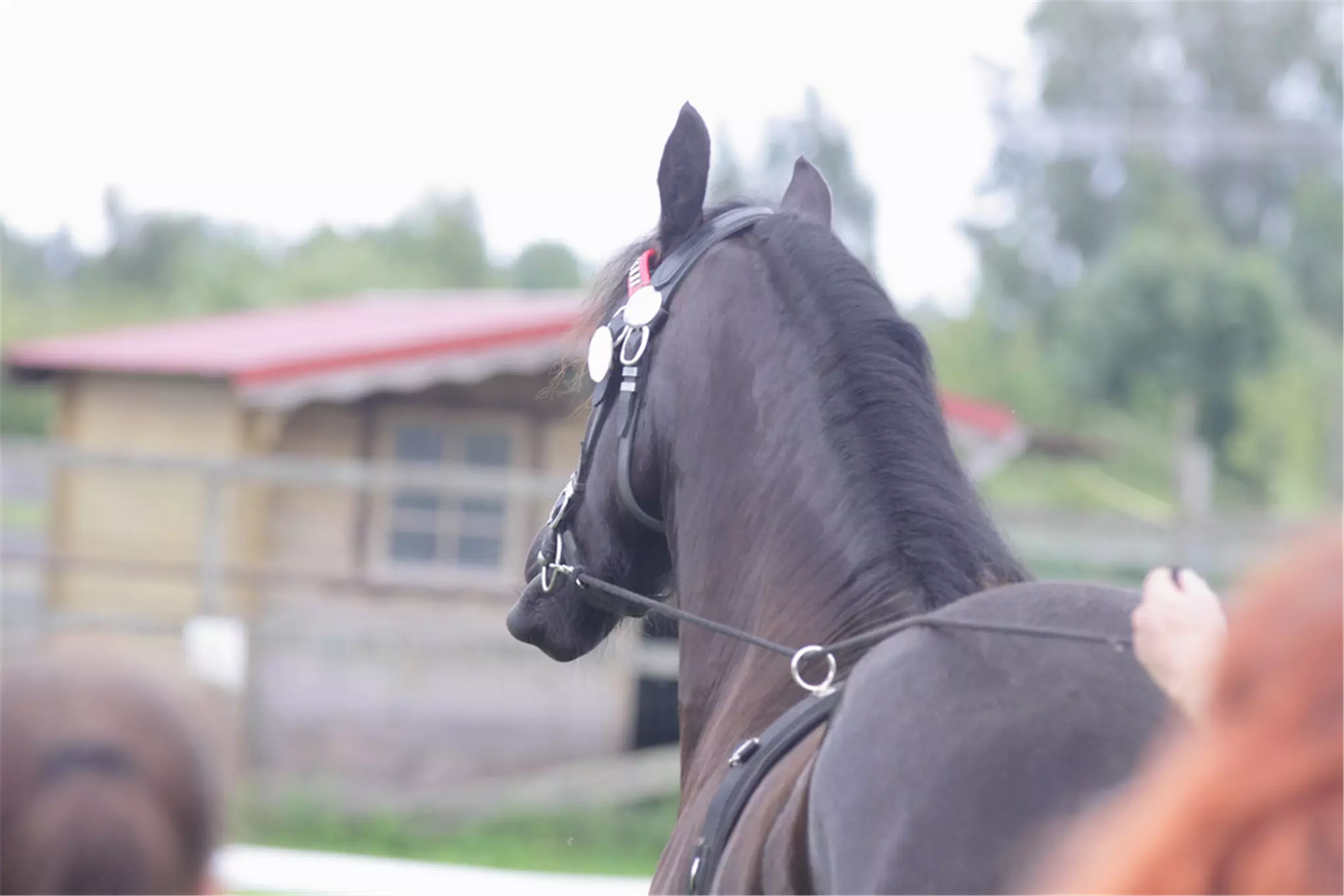 3、男馬和男馬婚配好不好:屬馬男和什麼屬相男最配