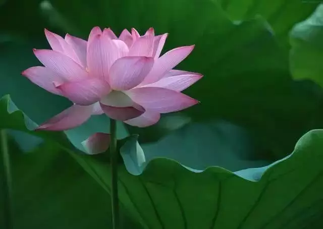 4、婚姻不順的前世:你所受的苦難就是度你前世的,唯有放下?