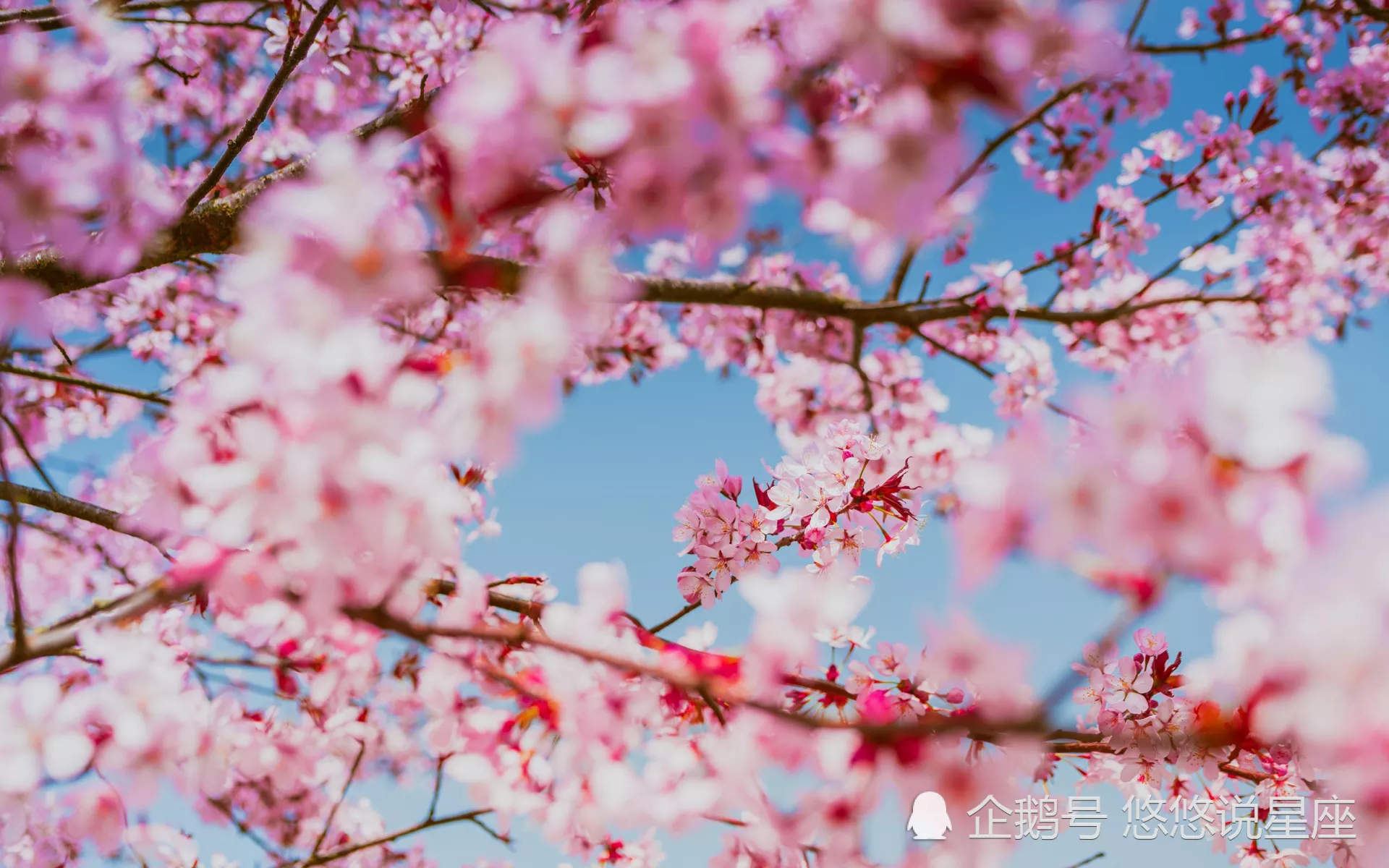3、正緣桃花出現的:是不是幾乎每個人命里都帶有正緣桃花的？
