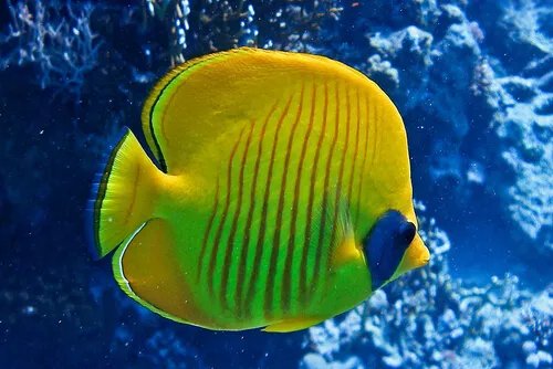 夢見死魚又變成活的跑了：夢見死魚在水裡而且順水走了