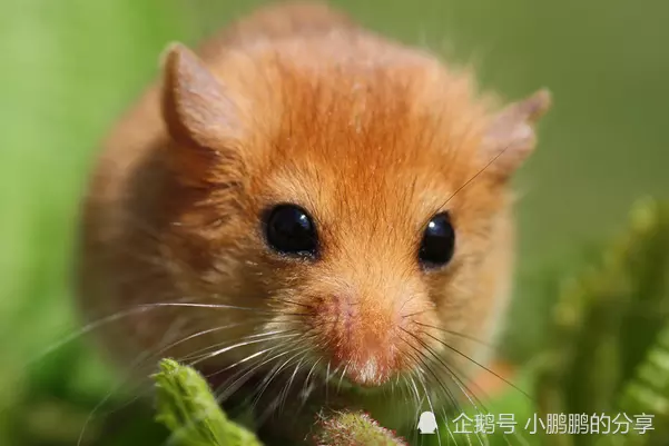 年生屬於什麼命：年是什麼命