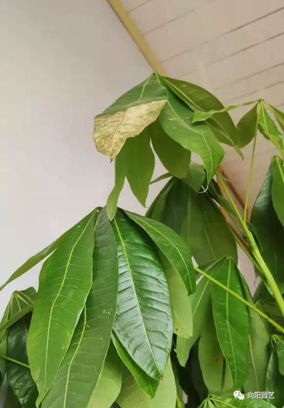 3、發財樹出現黃恭弘=叶 恭弘怎麼辦:家裡養的發財樹最近出現黃恭弘=叶 恭弘這是怎麼回事？