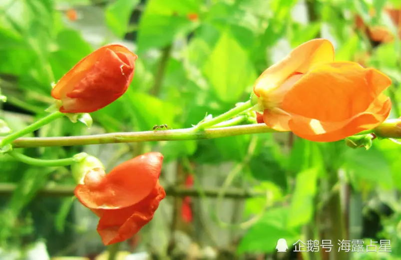 屬兔養什麼植物旺桃花運：屬兔的人養什麼植物可以旺財