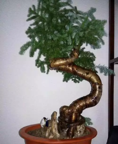 澳洲衫適合什麼屬相的人養：澳洲松盆情景征什麼，送表什麼意思。