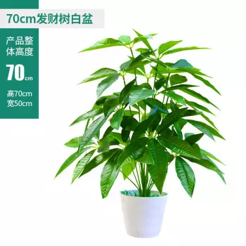 2、塑料發財樹圖片大全:養發財樹用什麼材質的花盆好？