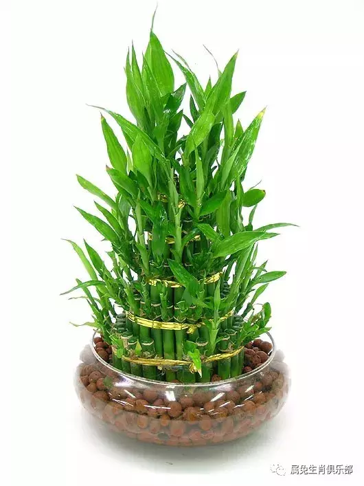 1、適合家中養的吉祥植物:有哪些植物在家養有很好的寓意？