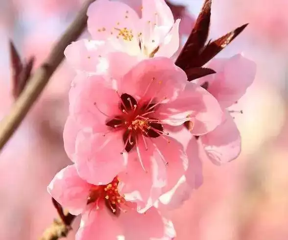 2、測試你近期的桃花運:怎樣測試自己的桃花運呢？？