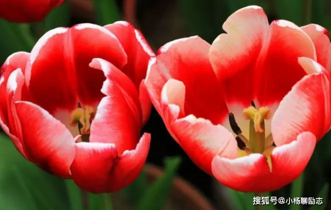 讓妻子最自信的屬相男：天生尊貴的3大生肖女，哪個最讓男子“放不下”？