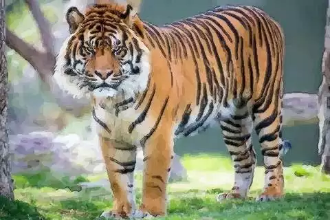 3、屬虎不同時辰出生命運:屬虎的幾點出生命